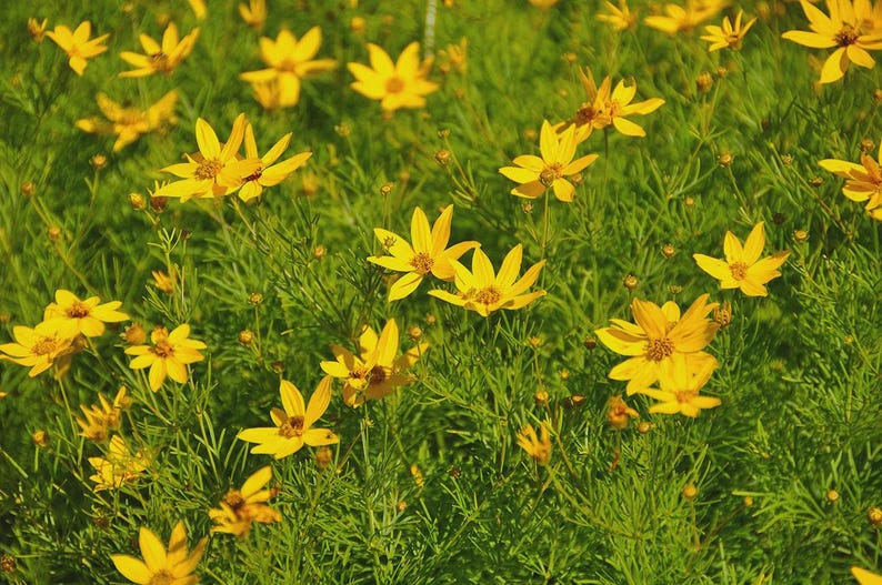 Coreopsis Plant Bareroot Threadleaf Coreopsis Yellow Flowers Coreopsis verticillata Drought Tolerant Perennial Full Sun