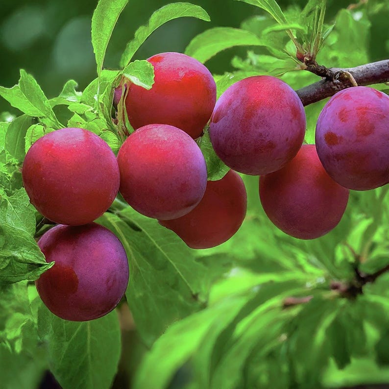 American Plum Seedling 8-14 inches - Prunus americana - Native Fruit Tree Live Plant for Home Garden