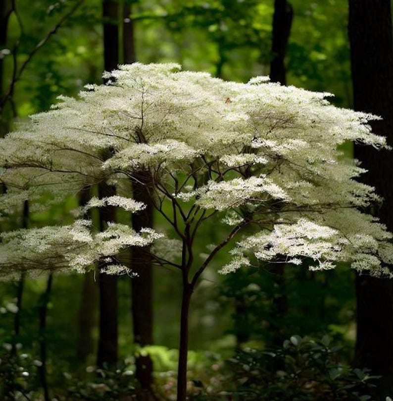 Silky Dogwood Tree - Live Plant - Cornus amomum - Hardy Landscape Plant - Up to 4 ft Tall - Shipping Included