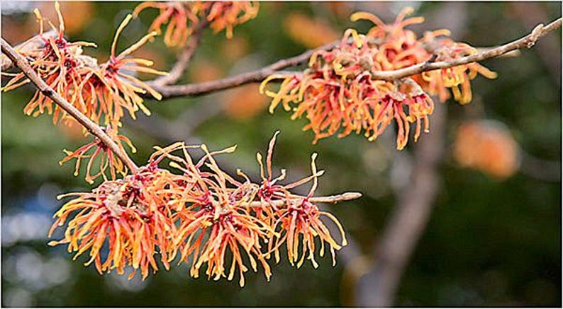 Witch Hazel Plant - Well-Rooted Hamamelis virginiana - Drought-Resistant Shrub with Yellow Flowers for Garden