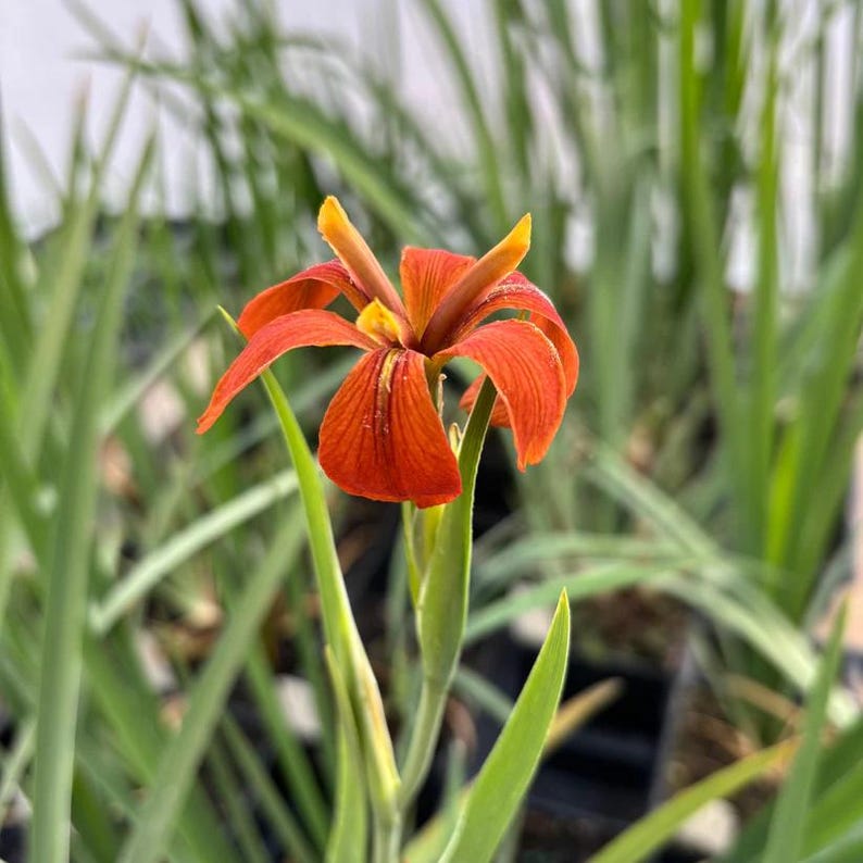 Copper Iris Live Plant 4" Pot - Iris fulva - Native Perennial for Full Sun to Part Shade - Low Maintenance Garden Plant