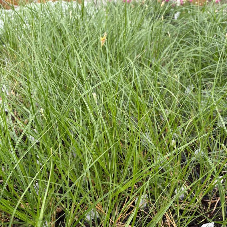 Bicknell's Sedge Live Plant 3.5" Pot - Copper-Shouldered Oval Sedge (Carex bicknellii) - Native to Eastern North America