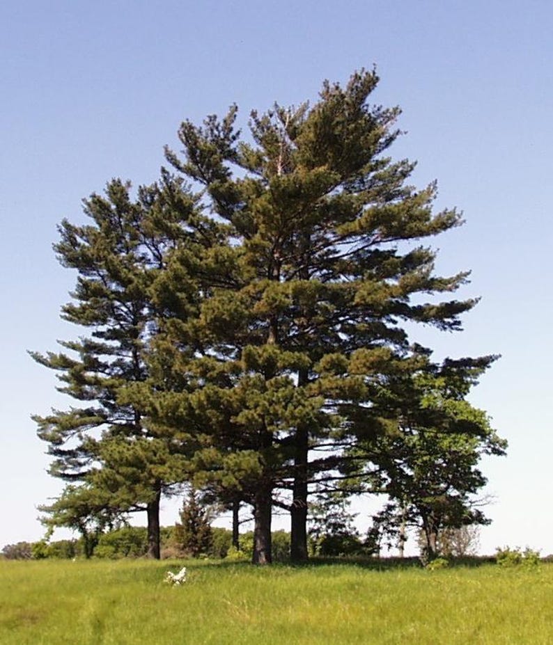Eastern White Pine Trees - 3 Bare Root Baby Trees - Pinus strobus - 8-18" Tall - Native North American Trees