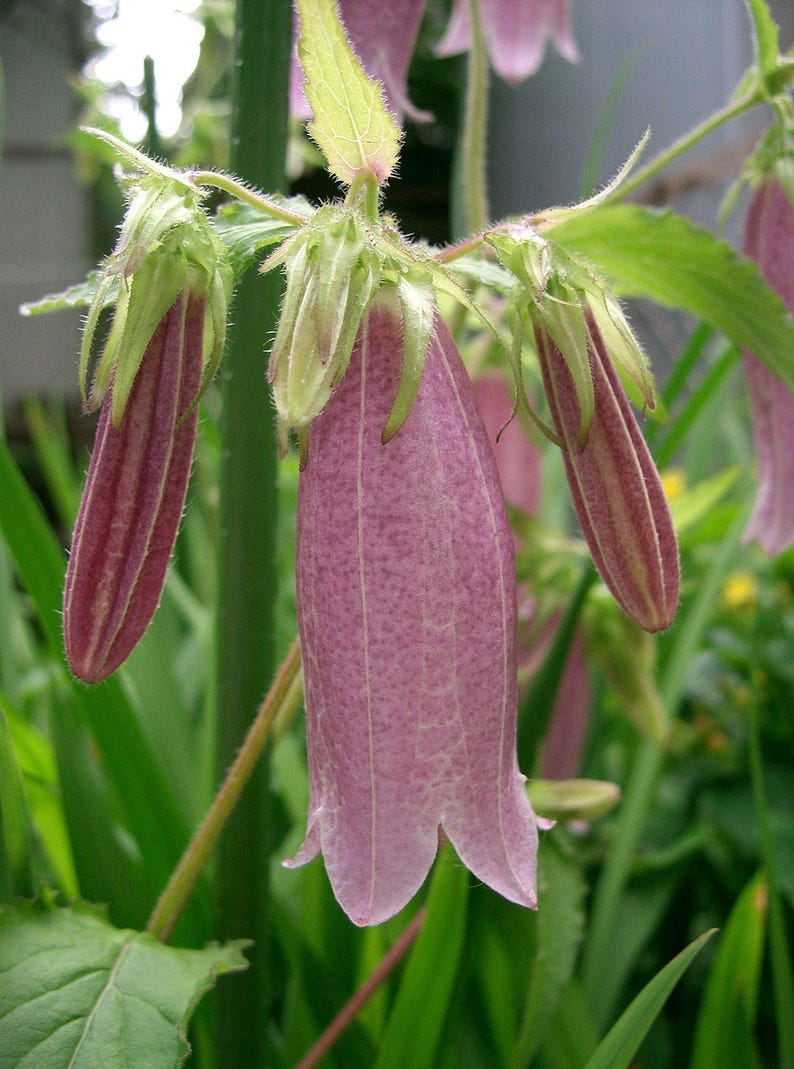 Campanula Punctata Starter Clump - Hardy Perennial Bareroot Plant - Full Sun - Zones 3-9 - Bell-Shaped Flowers