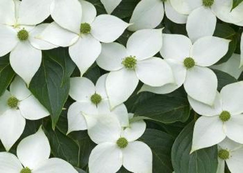 Kousa Dogwood Plant Bareroot 18-24" Cornus kousa Edible Fruit Attracts Wildlife Zones 5-8