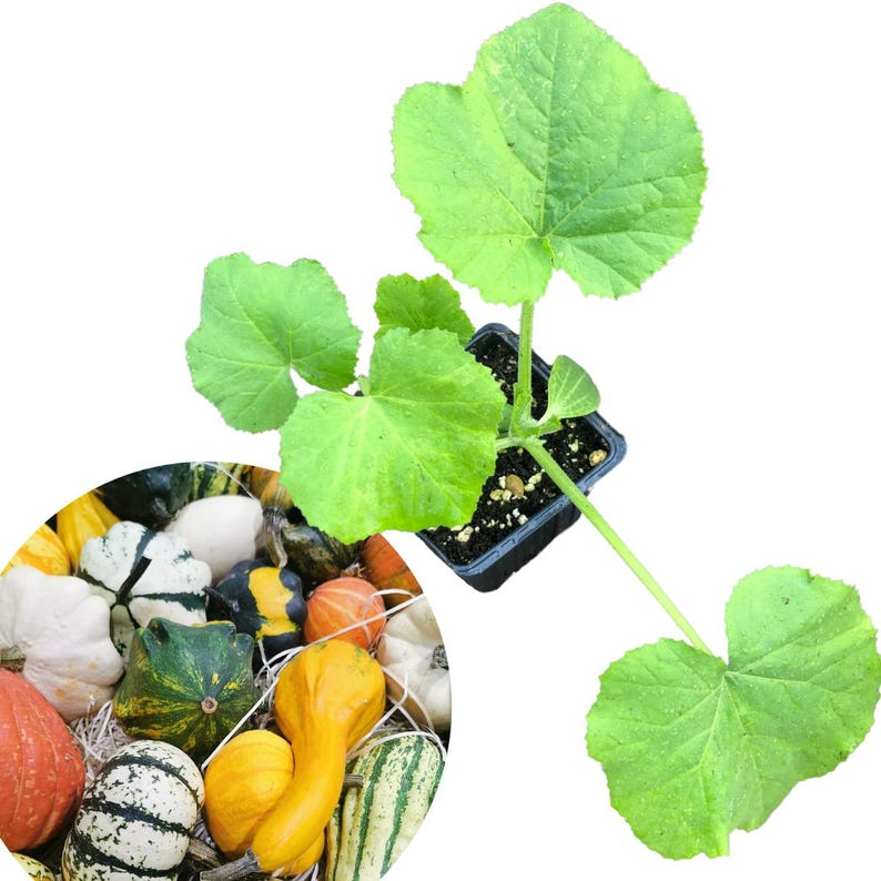 Small Gourd Mix Plant 2.5-Inch Pot Cucurbita pepo Decorative Autumn Gourds for Halloween Decor