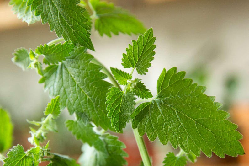 Catnip Plant - Live Starter Plant 4-inch - Nepeta cataria - Aromatic Herb for Cats - Organic & Easy to Grow