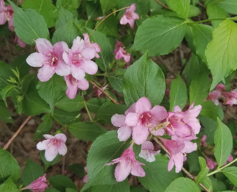 Pink Weigela Cuttings - 8" Bareroot Flowering Shrub - Weigela florida - Vibrant Pink Flowers, Attracts Pollinators