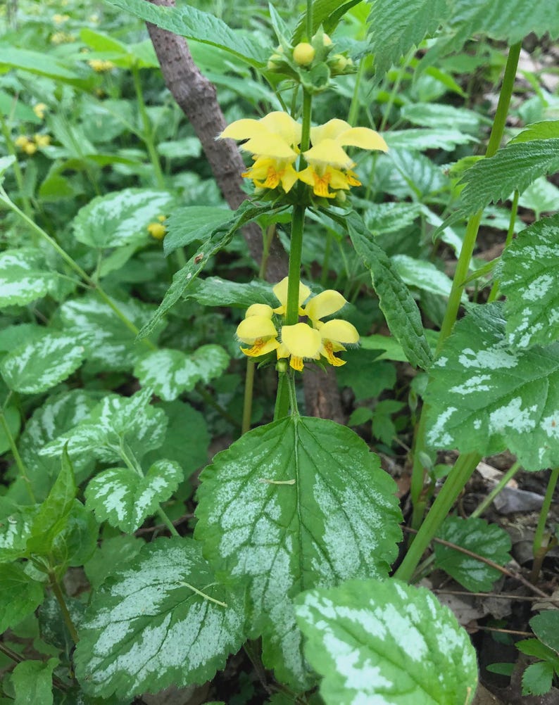 Lamium Plant - 1 Live Bare Root - Yellow Archangel Ground Cover - Lamium galeobdolon - Hardy Perennial for Shade