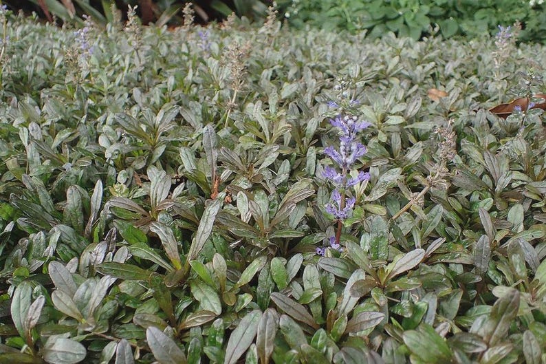 Ajuga Chocolate Chip Ground Cover - Bare Root Clump - Ajuga reptans Chocolate Chip - Low Maintenance, Drought-Tolerant Plant