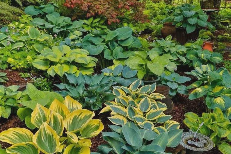 Hostas Bareroot Plants 3 Pack - Mixed Varieties - Hardy Shade Lovers - Hosta spp. - Perfect for Zones 3-8