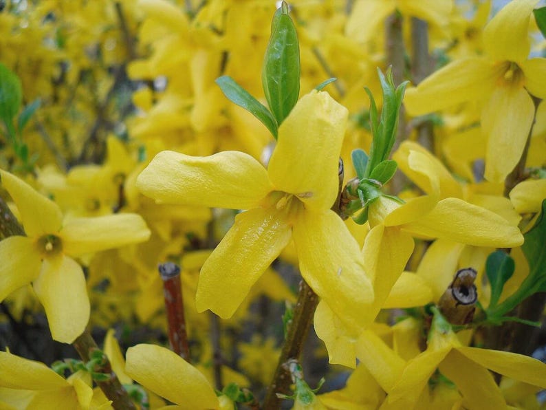 Forsythia Plants 12-18" Bare Root - Bright Yellow Flowers, Forsythia spp. - Spring Blooming Shrub for Garden Landscaping