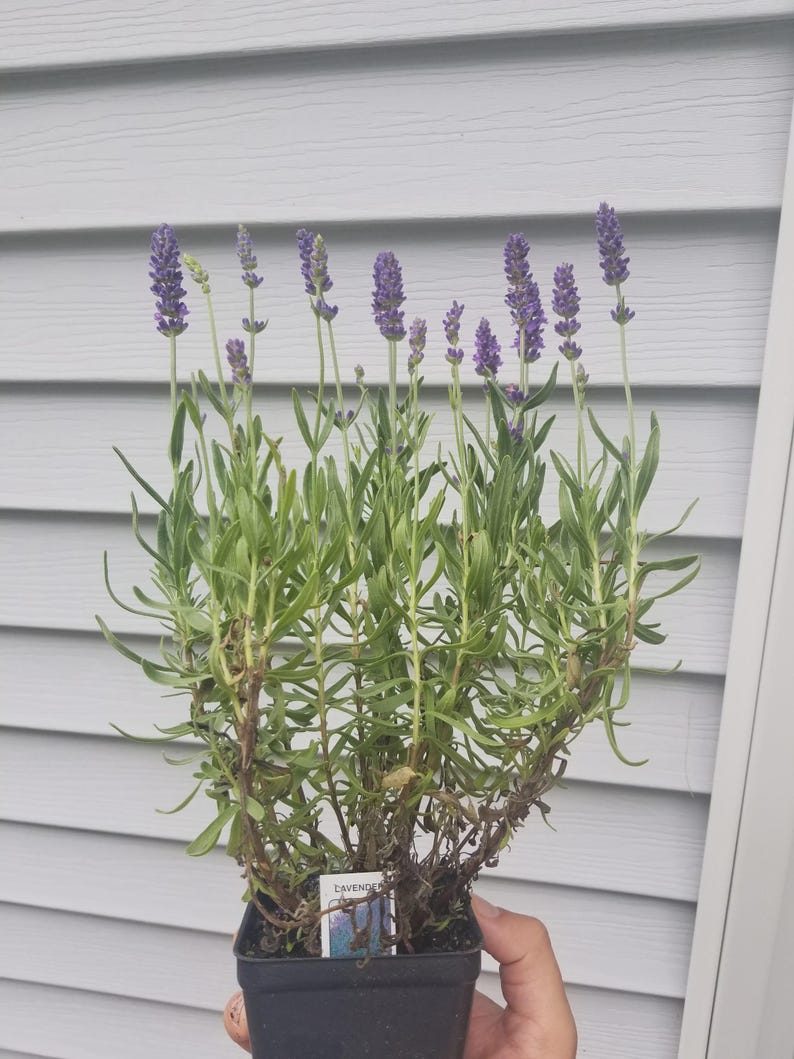 Lavender Plant 4" Pot English Lavender Lavandula angustifolia Fragrant Purple Flowers Indoor Outdoor Garden
