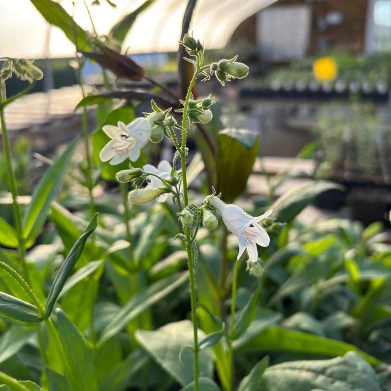 Foxglove Beardtongue Live Plant 4" Pot - Penstemon digitalis - Native Perennial for Full Sun to Part Shade