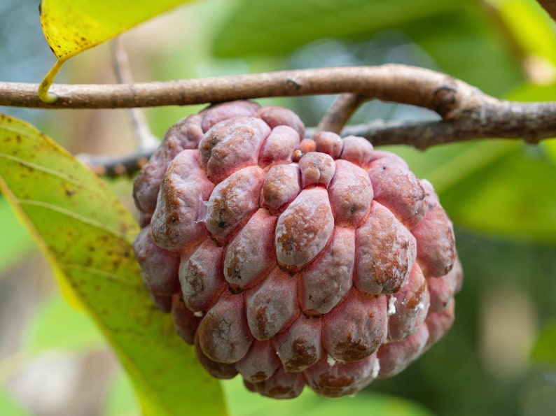 Atemoya Tree 3 Gallon Grafted Lisa - Annona Hybrids, Tropical Fruit, Pink Color, Low Seed Count, Creamy Texture
