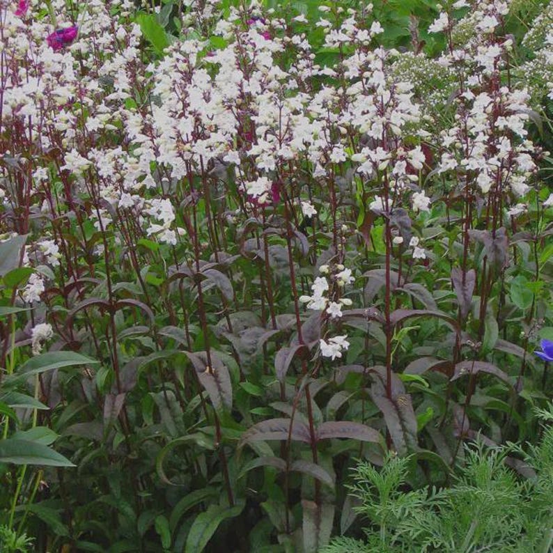 Penstemon Huskers Red Bareroot Plant - Hardy Perennial Flowering Plant - Penstemon digitalis 'Huskers Red' - Drought-Tolerant