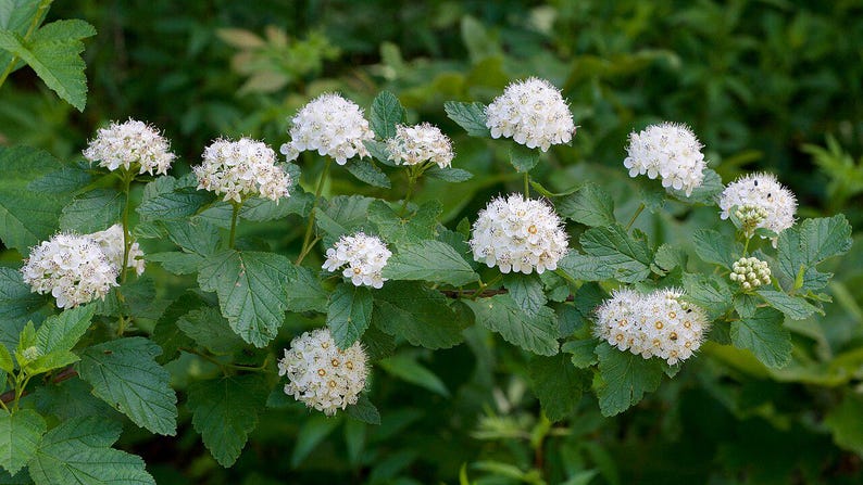 Ninebark Shrub - 18-24" Bare Root - Physocarpus opulifolius - Native to North America - Well Established Garden Plant