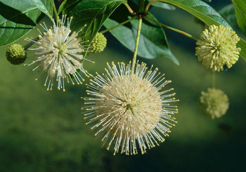 Buttonbush Plant Bareroot 10-18" Cephalanthus occidentalis Native North American Shrub for Wetland Gardens