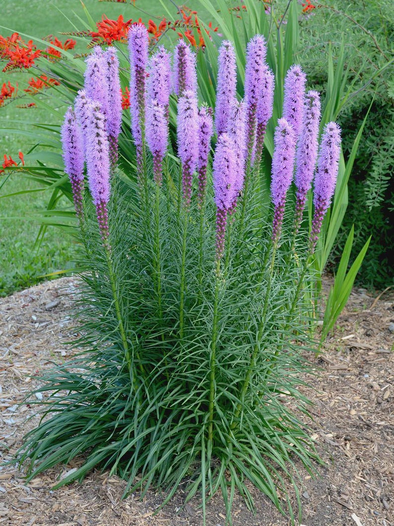 Liatris Plants - 3 Bare Root Blazing Star - Purple Flowers - Liatris spicata - Attracts Pollinators, Low Maintenance
