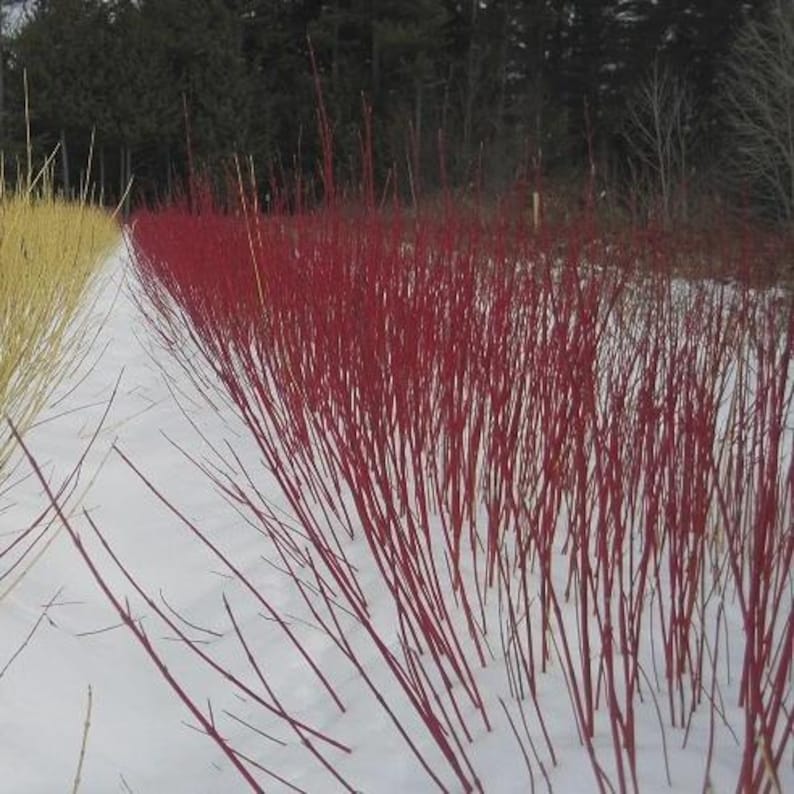 Red Osier Dogwood Bare Root Plant 12-24" Cornus sericea Hardy Native Shrub for Landscaping and Erosion Control