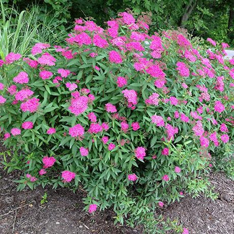Spirea Plant Bareroot 12-18" Anthony Waterer Spiraea bumalda - Hardy Ornamental Shrub for Gardens and Landscapes