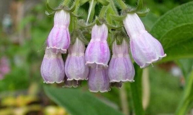 Comfrey Plant Bareroot - Hardy Perennial Herb for Herbalism, Symphytum officinale, Zones 3-9, Easy Care, Attracts Pollinators