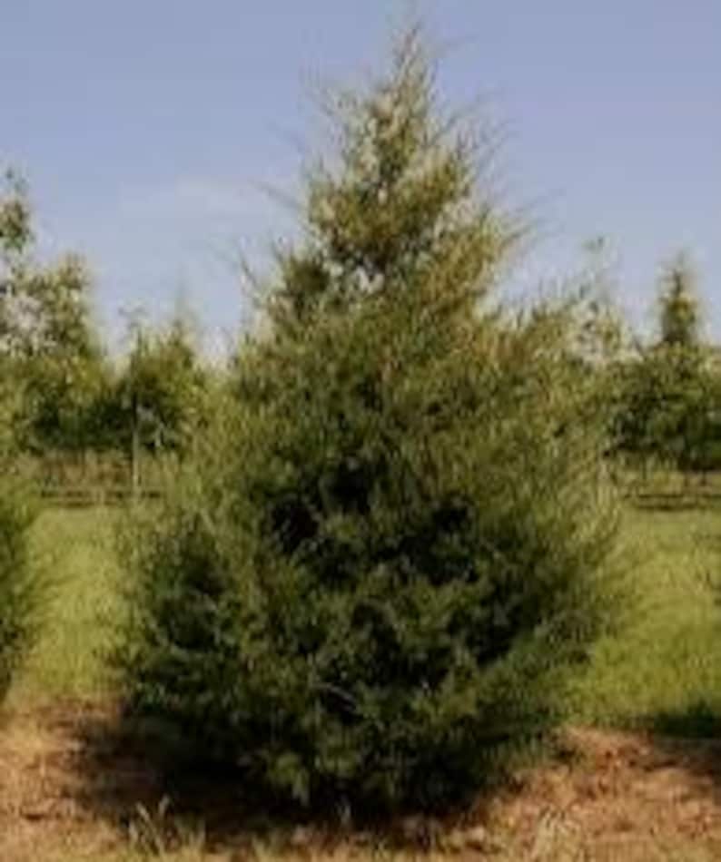 Eastern Red Cedar Plant Quart Pot - Juniperus virginiana - Native Evergreen Conifer for Landscaping, Zones 2-9