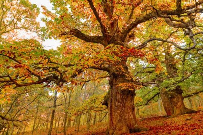Chestnut Oak Seedling Quart Pot - Quercus montana - Hardy Tree for Zones 3-9 - Ideal for Canopy and Landscape Design