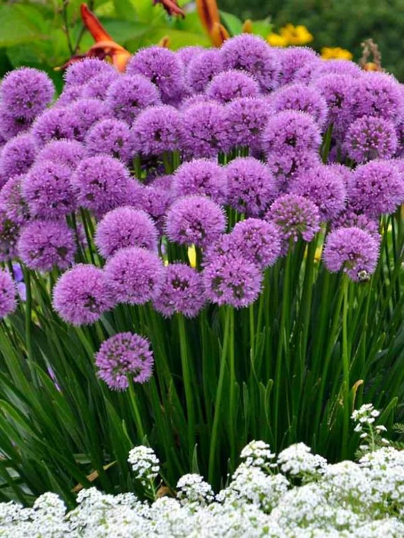 Allium Bulb Clump - Bare Root Millenium Variety - Purple Flowers - Allium Millenium - Perennial Plant for Gardens