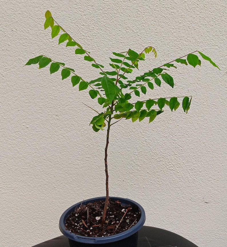 Star Fruit Tree Seedling - 7" Carambola Plant - Tropical Fruit Tree - Averrhoa carambola - Ideal for Warm Climates