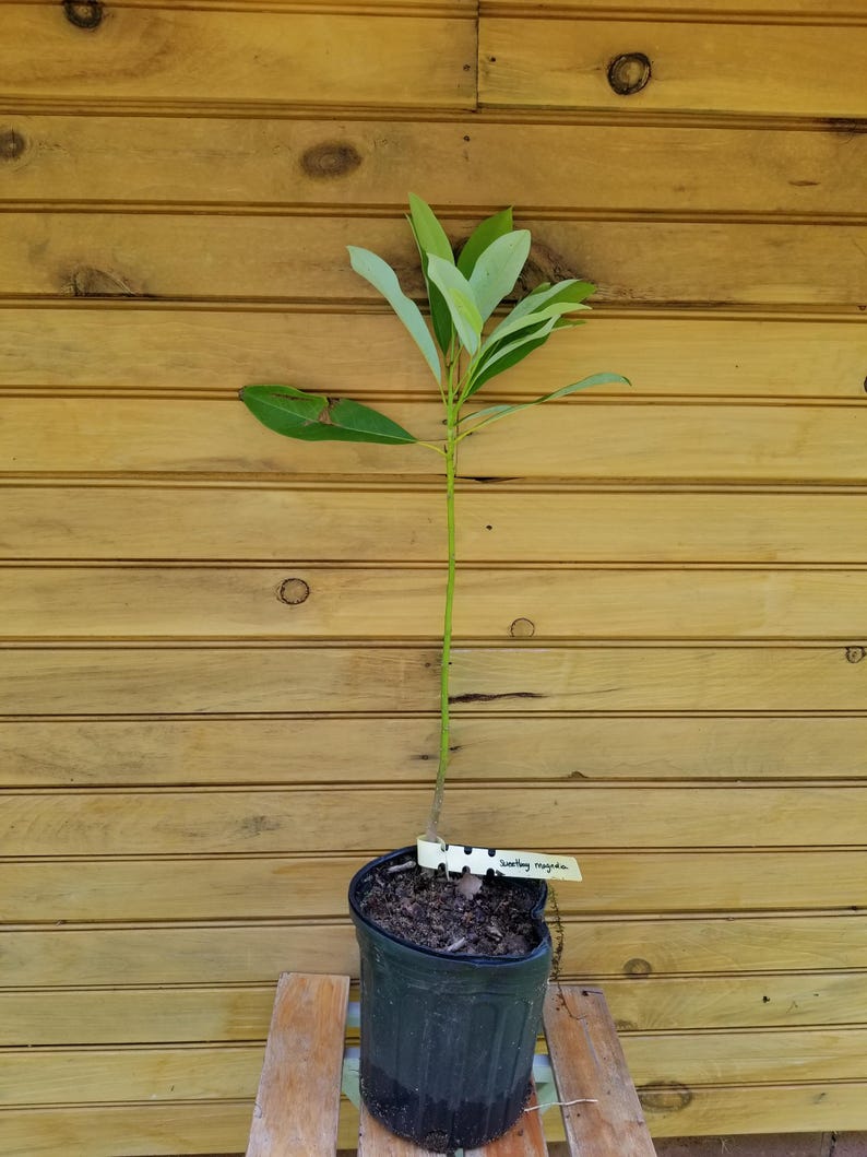 Sweetbay Magnolia Tree Seedlings - 5 Live 6"-12" Plants - Magnolia virginiana - Ornamental, Pollinator-Friendly Blooms