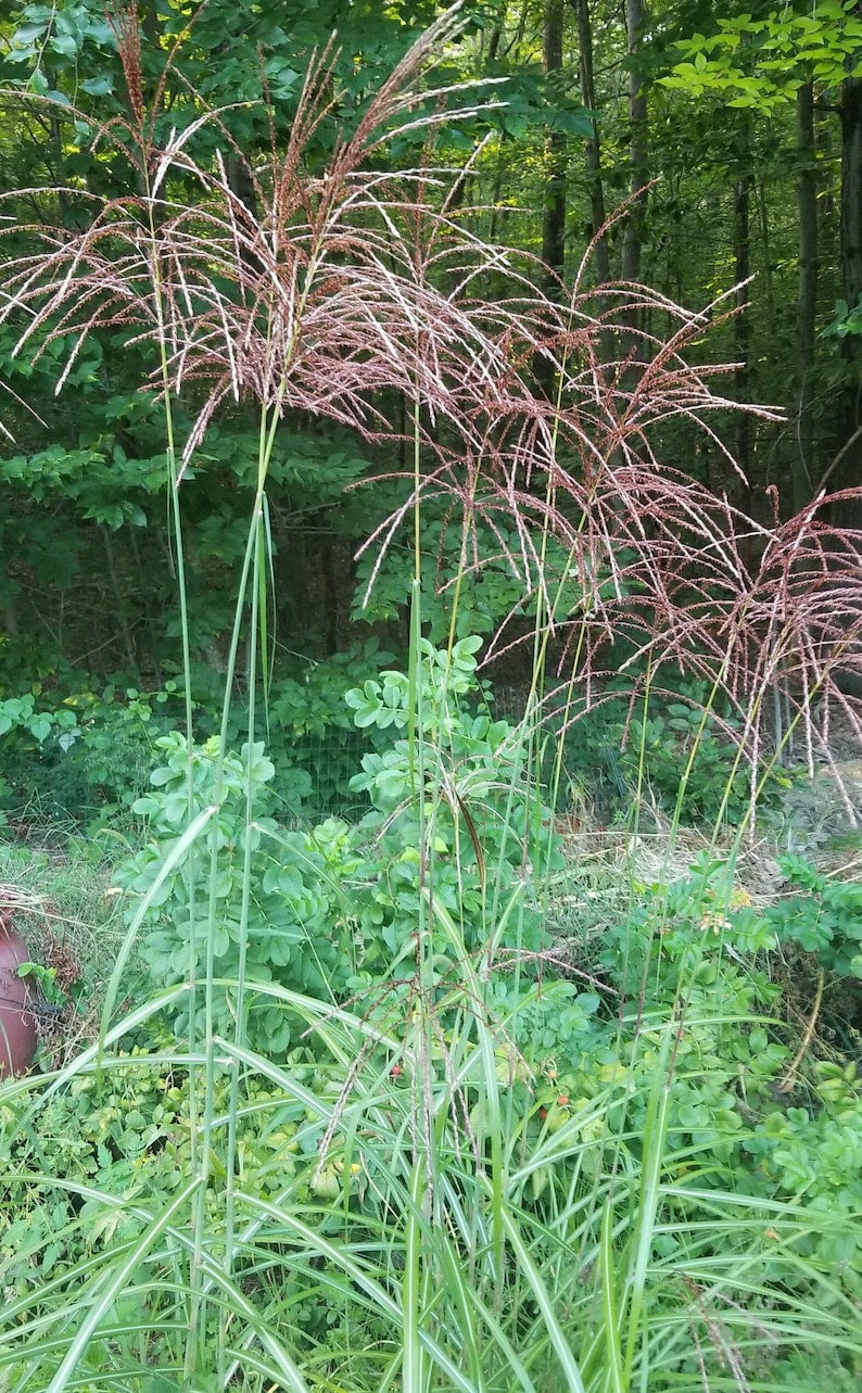 Miscanthus Grass Bareroot Plant - Chinese Silver Grass - Miscanthus sinensis - Ornamental Perennial for Gardens