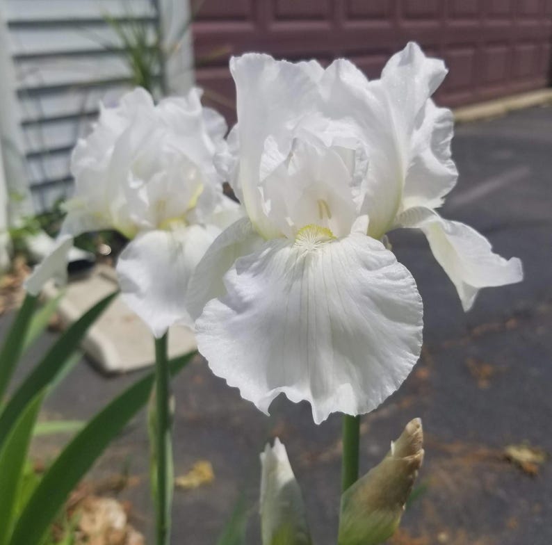White Bearded Iris Plant - 1 Fresh Fan - Large White Blooms - Iris germanica - Fragrant Perennial for Garden Borders