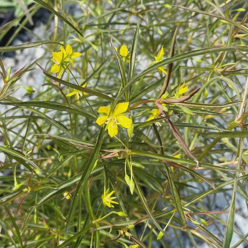 Lanceleaf Loosestrife Plant - 1 Rooted Bare-Root Plant - Yellow Flowers - Lysimachia punctata - Perennial Garden Plant