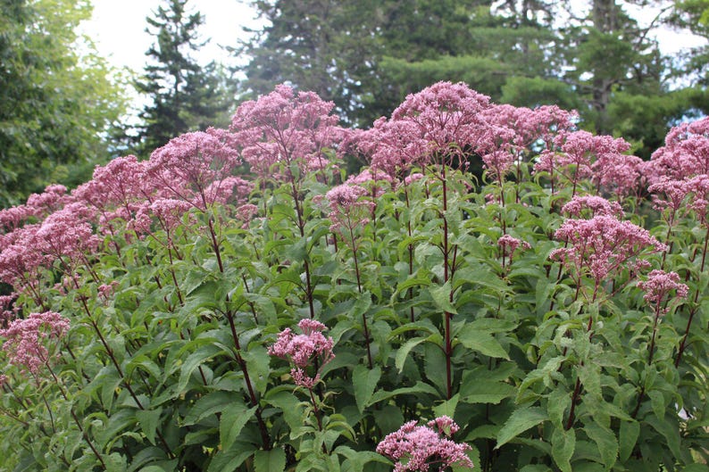 Joe Pye Weed Bareroot Plant - Eutrochium purpureum - Native Perennial for Full Sun, Attracts Pollinators, Zones 3-9