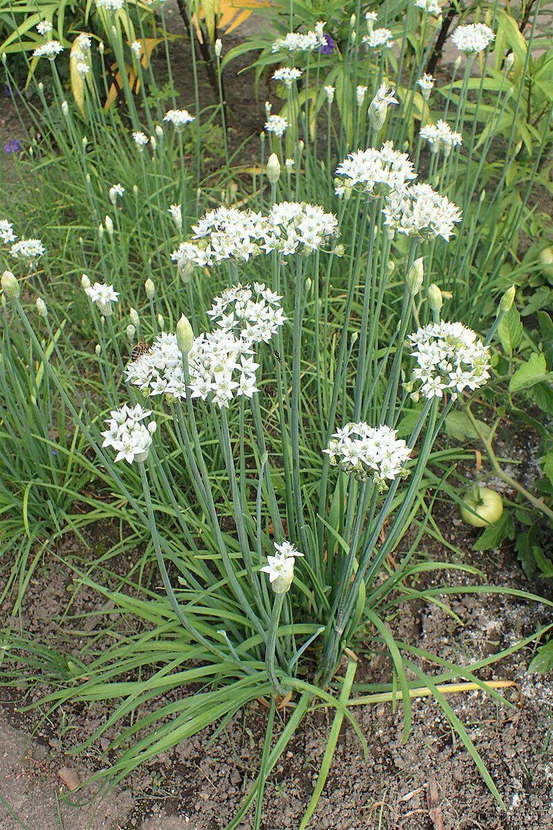 Garlic Chive Plant Bareroot Allium tuberosum Aromatic Culinary Herb Ready to Plant