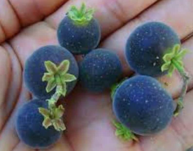 Ceylon Gooseberry Live Plant 1ft Half Gal Pot - Ketembilla Kitambilla Dovyalis Hebecarpa for Easy Growing