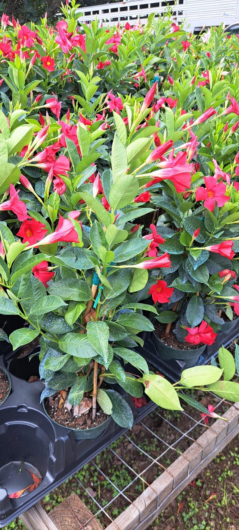 Mandevilla Plant 6-Inch Pot Flaming Red Flowering Vine Mandevilla spp. Ideal for Sun Indoor Outdoor Garden