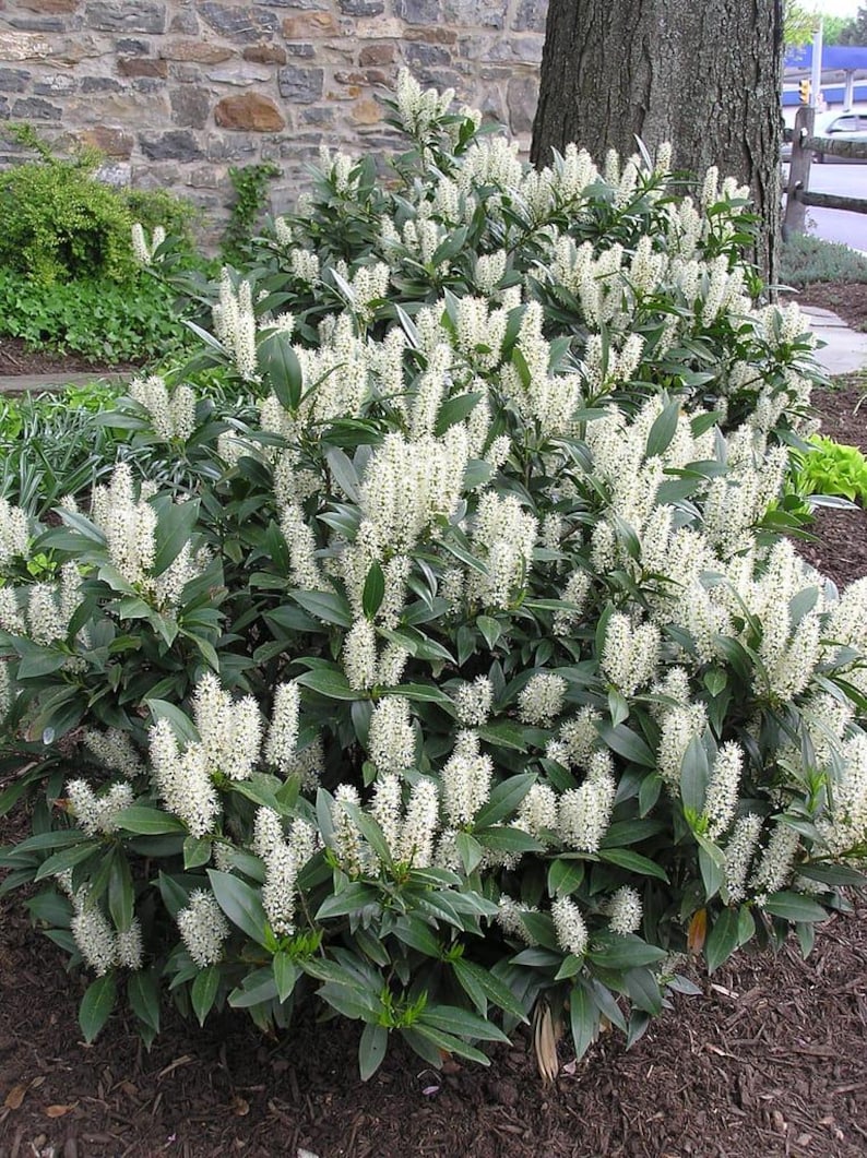 Cherry Laurel Plants Set of 2, 4" Container, Evergreen Hedge, Prunus Caroliniana, Attracts Birds & Bees