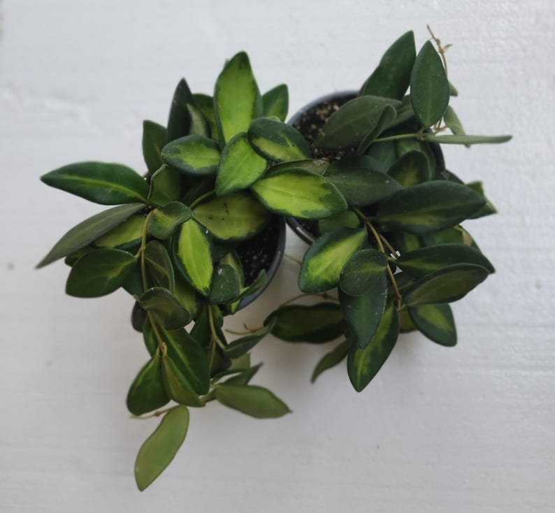 Hoya Sea Stones Plant Set - Small Rooted Hoya + Free Cutting - Hoya spp. - Easy Care Indoor Plant for Beginners