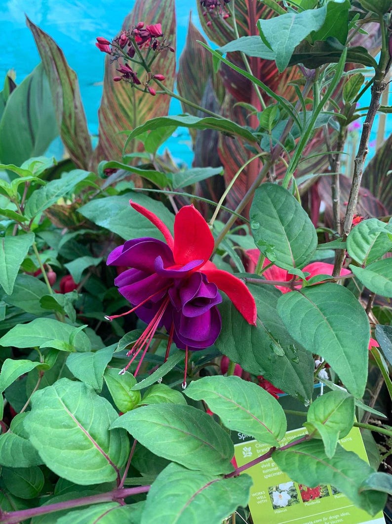Fuchsia Voodoo Live Plant 6" Pot - Bright Red & Purple Flowers - Edible Berries - Fuchsia magellanica