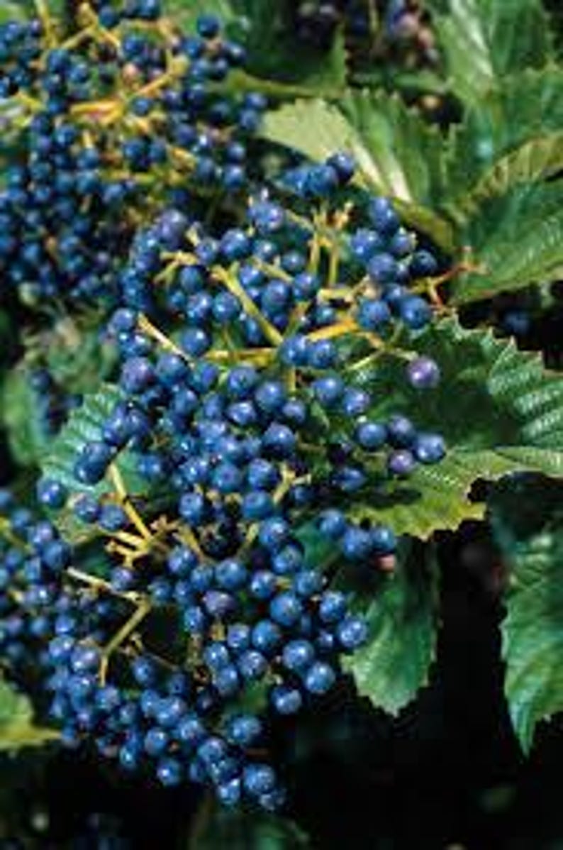 Native Arrowood Viburnum 4" Pot - Chicago Luster - Glossy Green Foliage - Viburnum dentatum - USDA Zone 4-7 - Bareroot Shipping Available