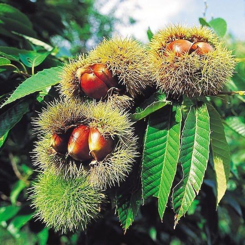 Chinese Chestnut Plant Quart Pot - Castanea mollissima - Nut Producing Deciduous Tree for USDA Zones 4-8