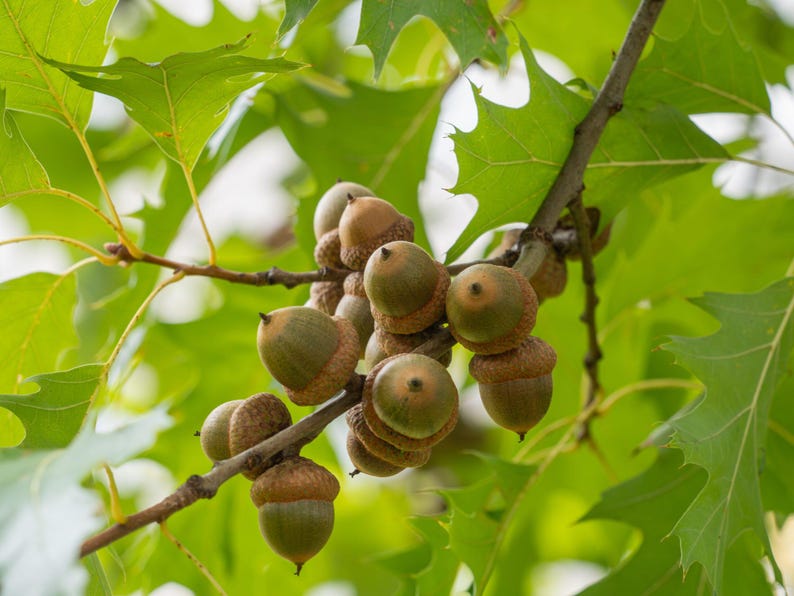 Native Oak Seedlings - 3 Pack - Quercus spp. - Local New Hampshire Varieties for Biodiversity and Landscaping