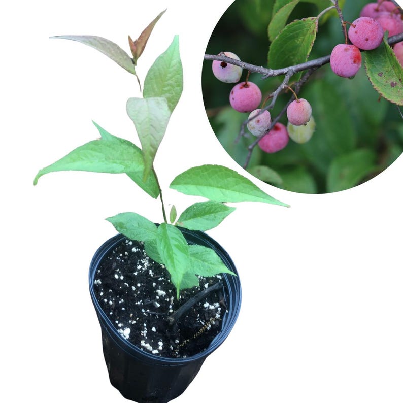 Organic Wild Plum Seedling - Edible Red Plums - Prunus americana - Hardy Native Tree for Landscaping & Wildlife