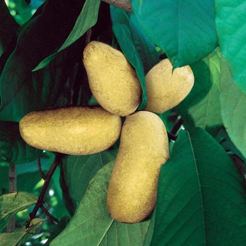Mango Pawpaw Tree 2 ft Cold-Hardy Grafted Asimina triloba - Sweet Vanilla Flavor, Large Fruit for Gardens