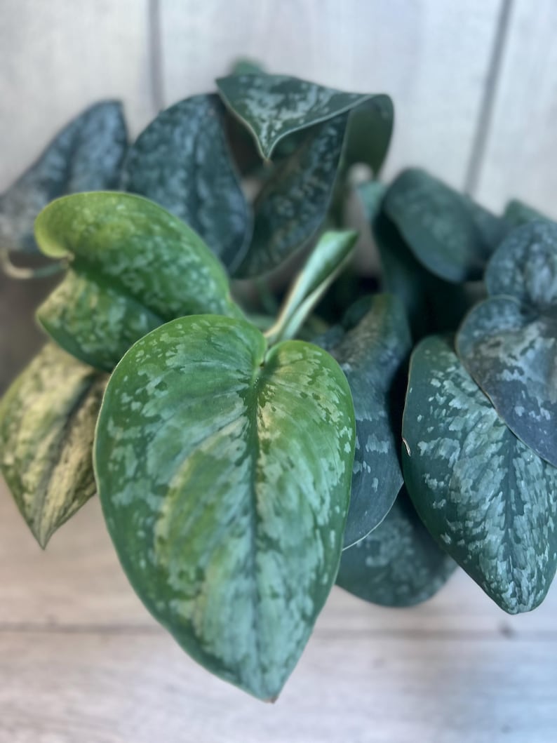 Scindapsus Mount Salak Plant in 4" Pot - Rare Aroid with Velvety Green Leaves & Silver Speckling (Scindapsus spp.)