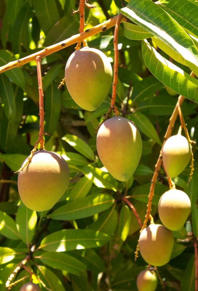 Grafted Carrie Mango Tree 3 Gallon Pot, Compact, Sweet Flavor, Mangifera indica 'Carrie', Ideal for Small Gardens