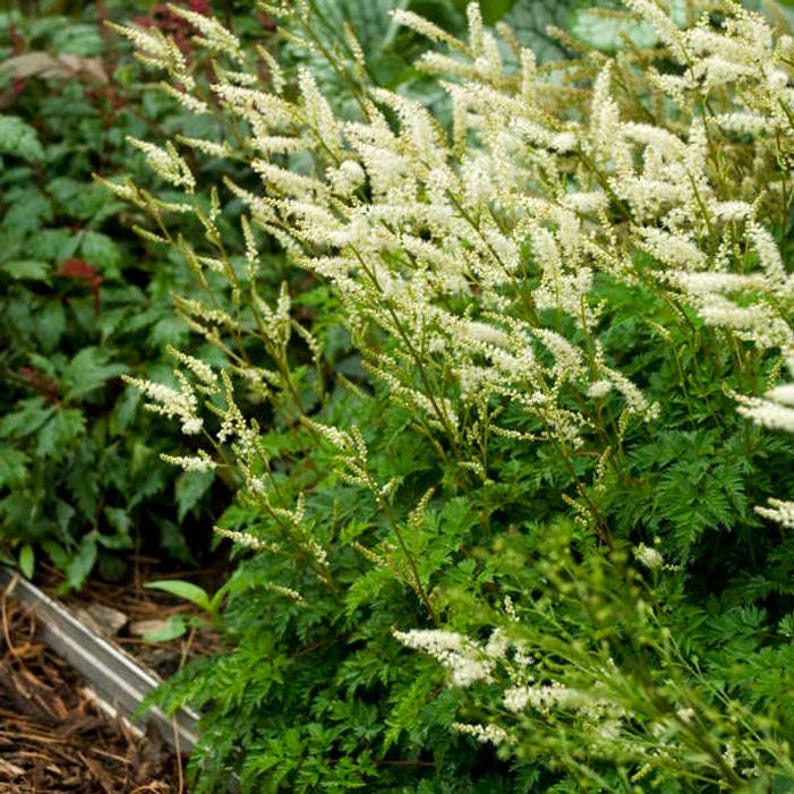 Dwarf Goatsbeard Plant Bareroot Fresh Divisions Aruncus aethusifolius Perennial Ground Cover for Shade Gardens