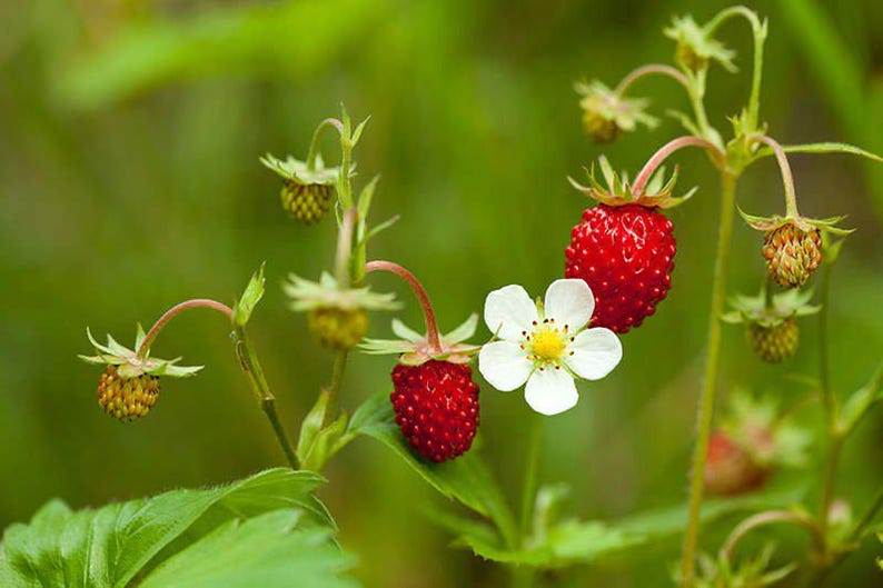 Wild Strawberry Plants - 20 Bare Root Rhizomes - Edible Perennial Ground Cover - Fragaria vesca